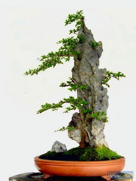 Bonsai, cây cảnh nghệ thuật, cay canh nghe thuat, cây thế, cay the, triển lãm cây cảnh nghệ thuật, trien lam cay canh nghe thuat